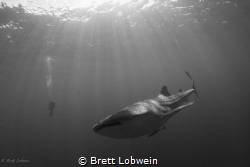 Sunlight. taken in Cenderawasih Bay, West Papua, Indonesia. by Brett Lobwein 